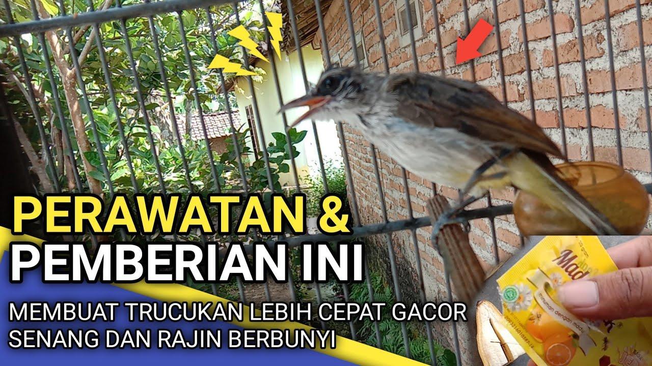 Gacor BRI: Tips Agar Burung Cepat Gacor di Rumah