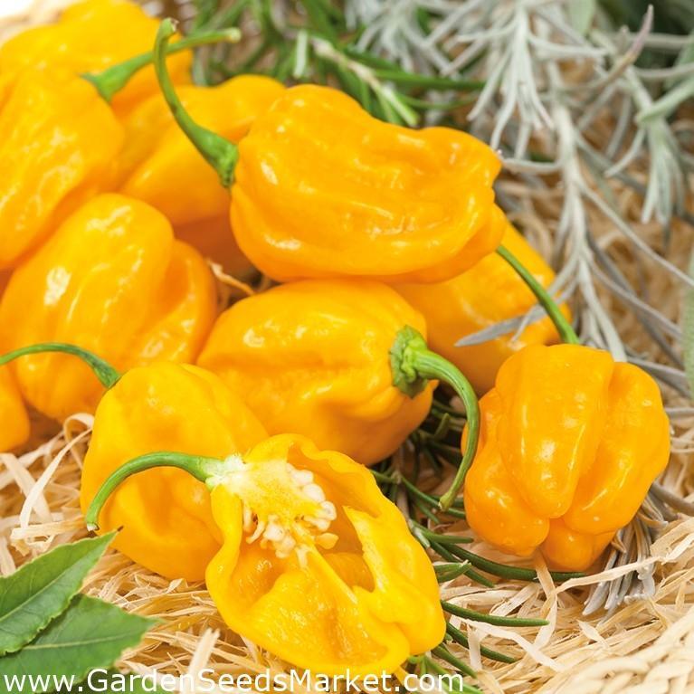 Daftar Harga Habanero Rupiah Terbaru