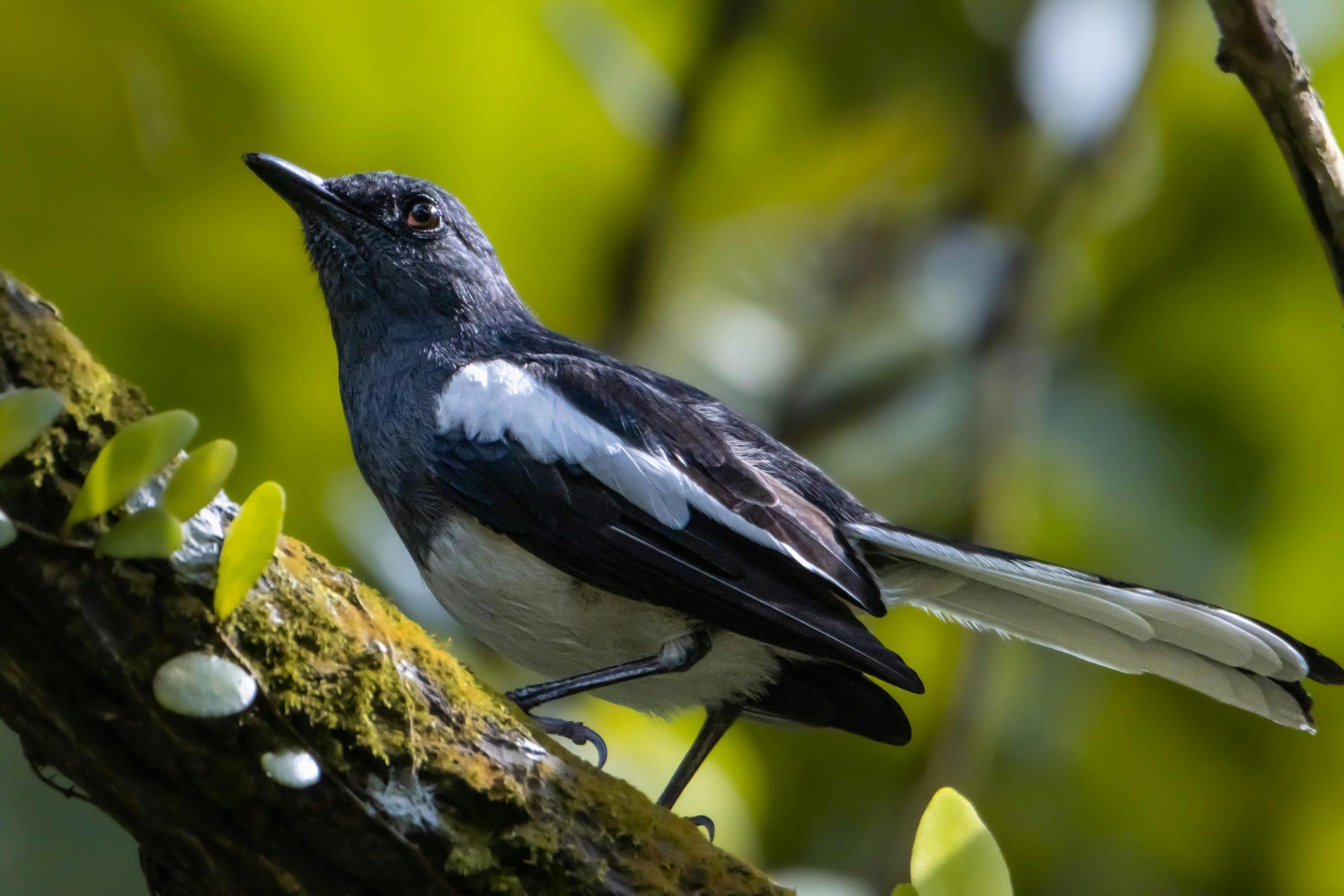 Gacor Aman: Tips Merawat Burung Agar Tetap Bersuara Nyaring