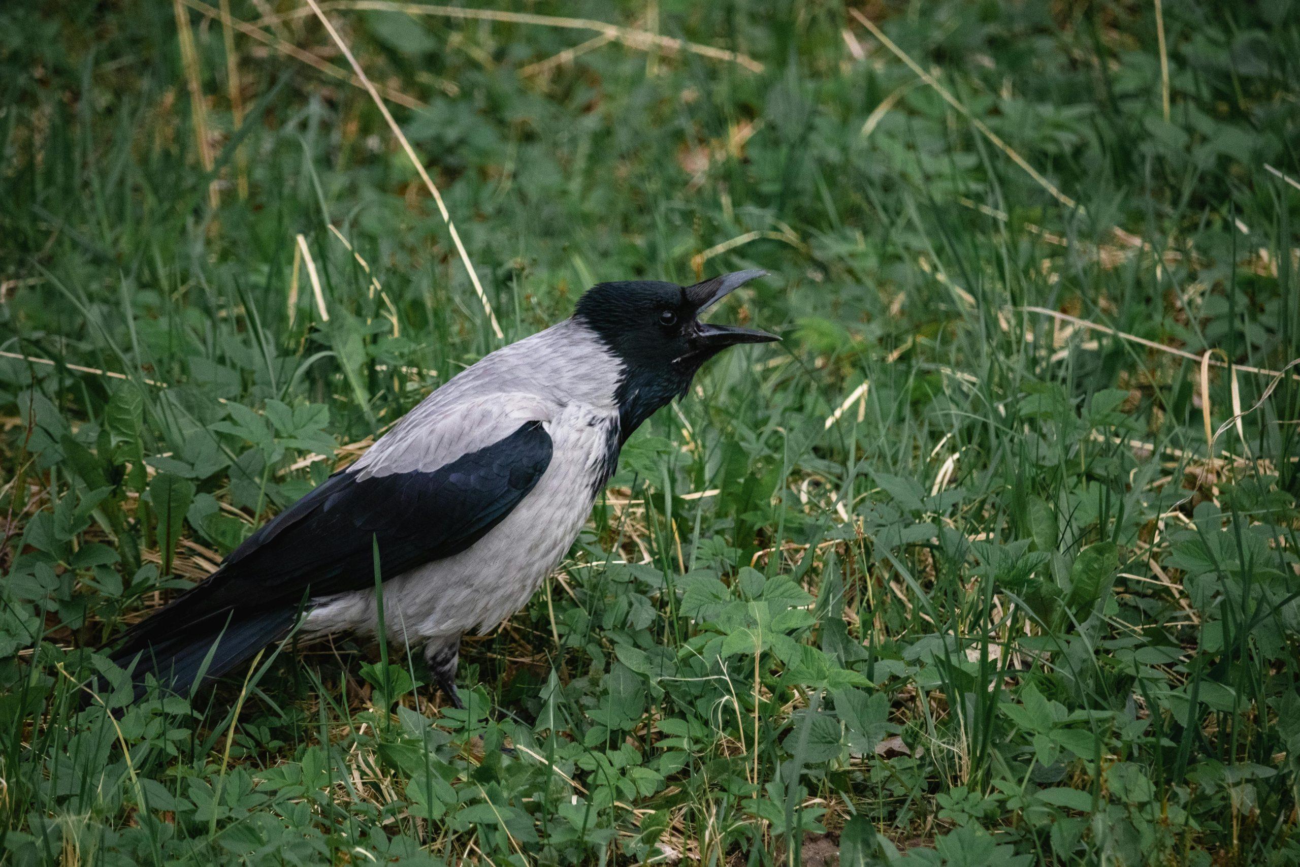 Gacor Aman: Tips Merawat Burung Agar Tetap Bersuara Nyaring